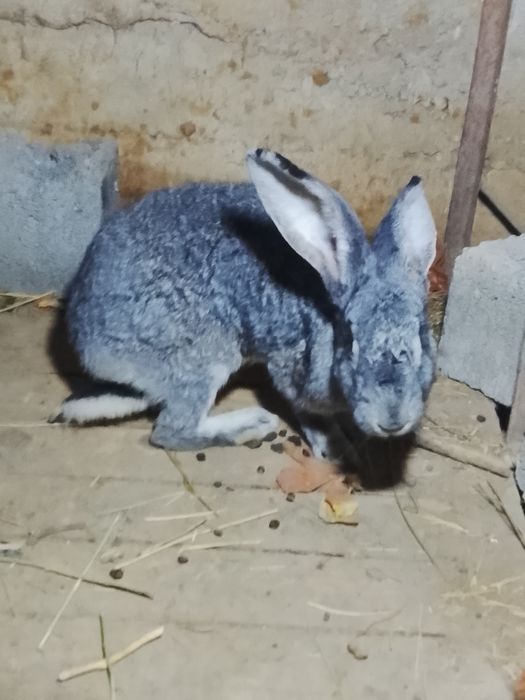 Кролик обмен либо продам