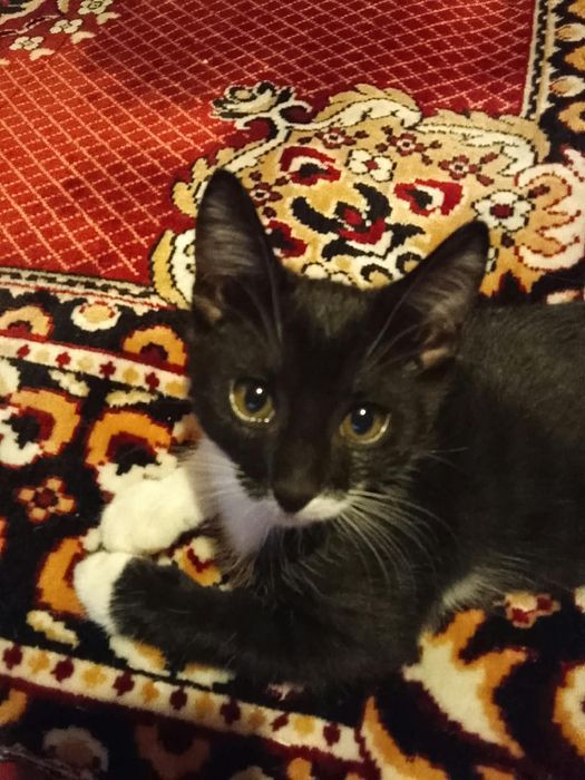 Отдам котика в хорошие руки