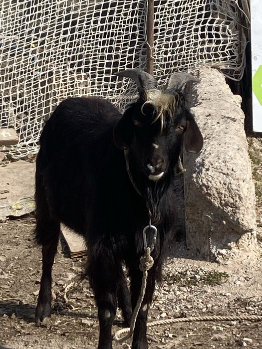 5ешкі сатылады 2лақ қасына жүреді