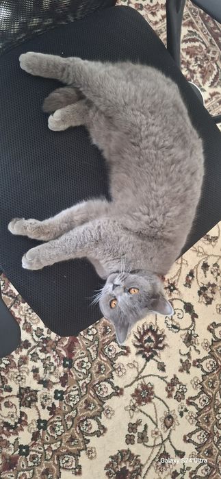 скотиш страйт срочно продам