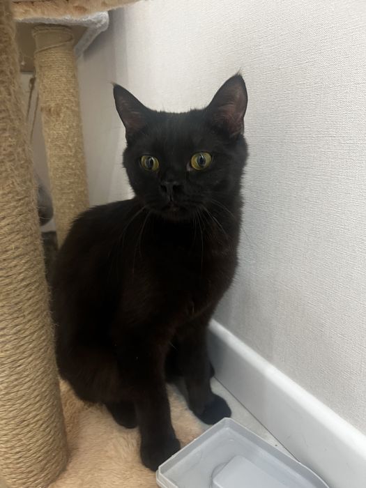 Отдам черного кота