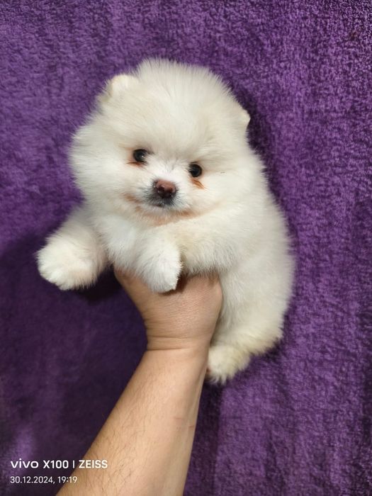 Померашки ,каспий рассрочка