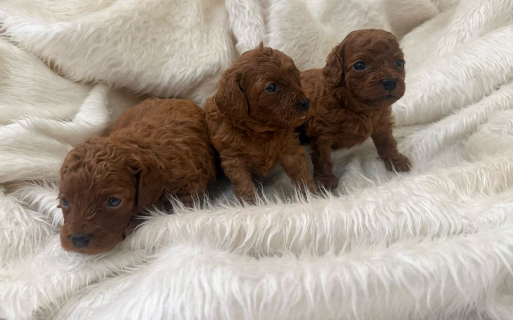 Пудел  Той      Poodle Toy