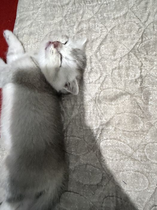 Scottish Fold mushukcha, 2 oy, 500 000 so‘m”