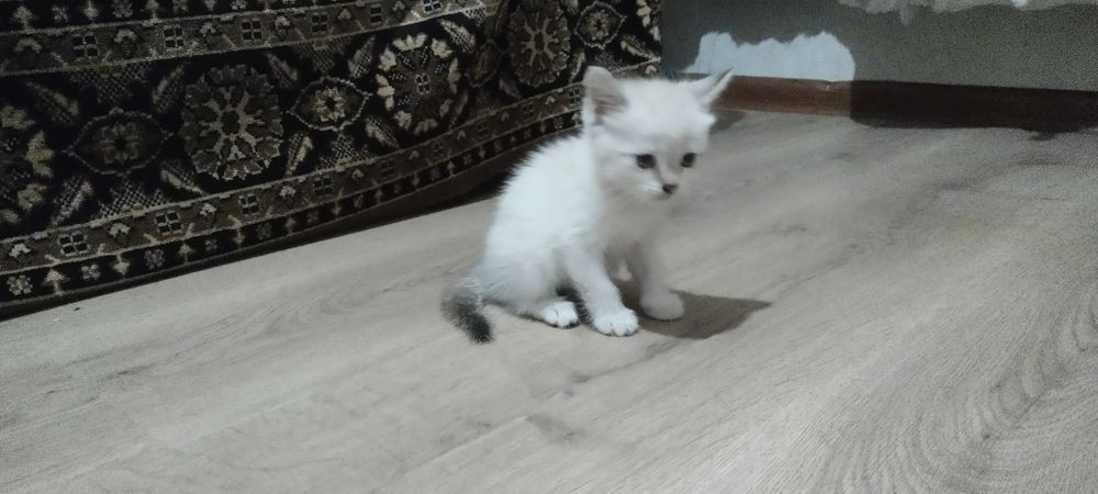 Котята.Отдам даром котят.