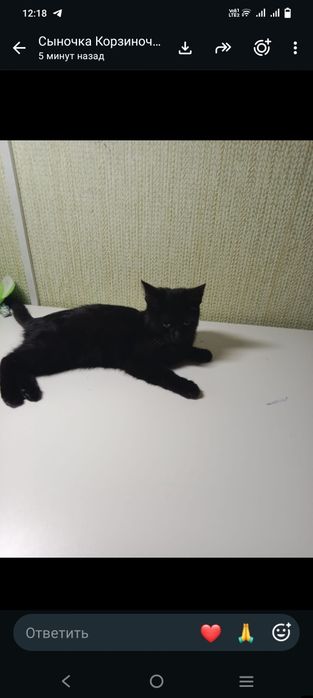 Отдам котенка мальчик