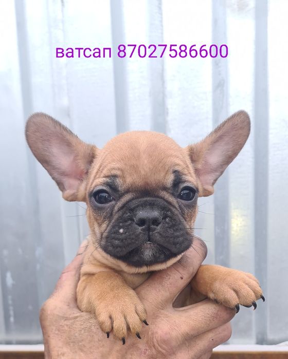 Продам щенков французского бульдога.