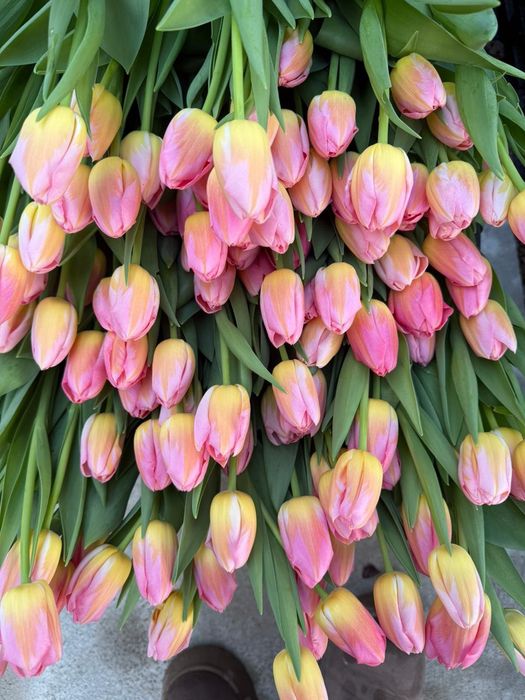 Тюльпаны к 8 марта