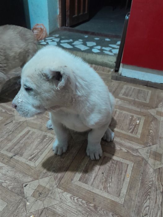 Щенки Алабай Породистые