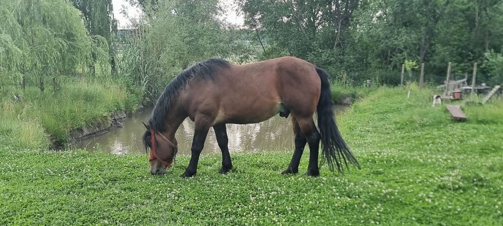 Vand sau Schimb - Armăsar 6 ani