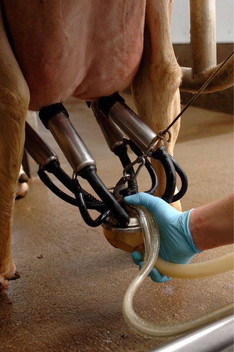 Молоко домашнее