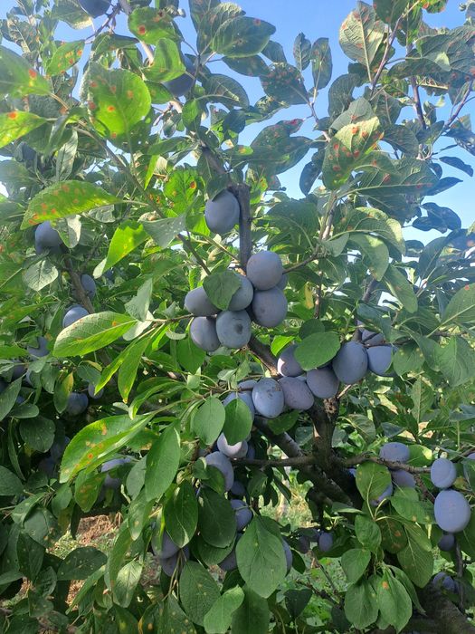 Prune de masă centenar