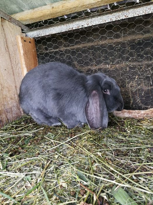 Vând iepuri berbec uriaș german