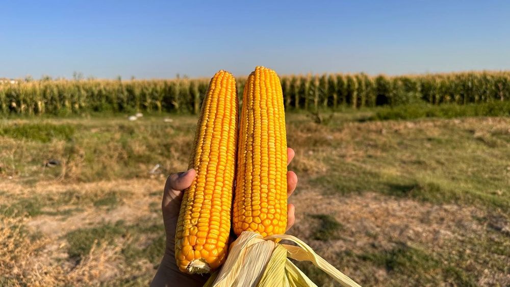 Donlik silos chinozda