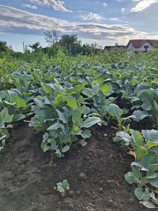 Vând varza de Buzău – Numai  bună de pus la butoiI!