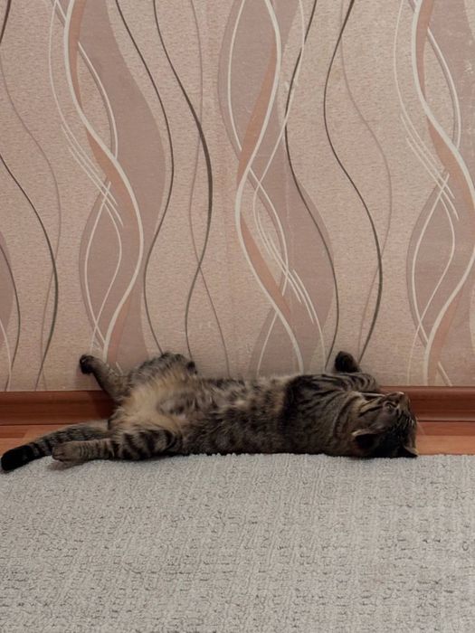 Отдам кота в добрые  руки