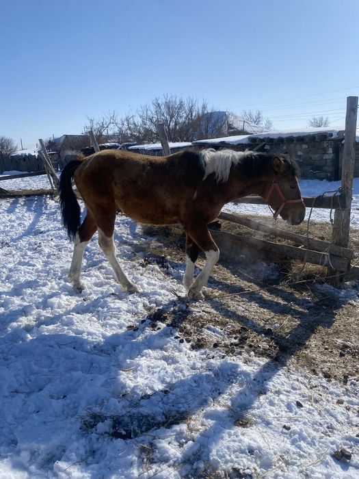 Продам жеребчика