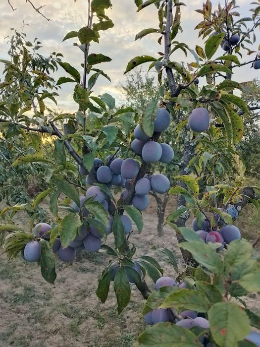 Vând prune coapte si dulci soiul Anașpet pentru țuică si palincă...