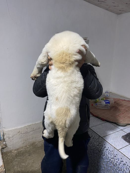 Алабай күшік сатылады