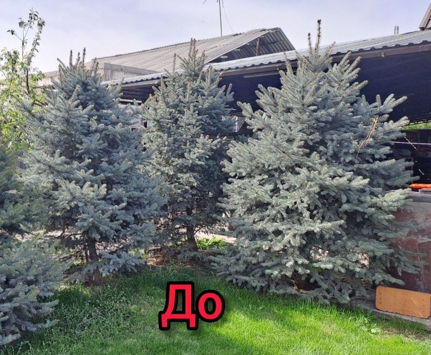 Услуги садовника