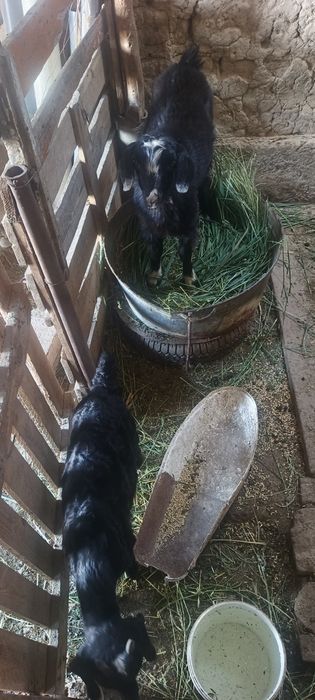 Лақтар сатылады Продам козы