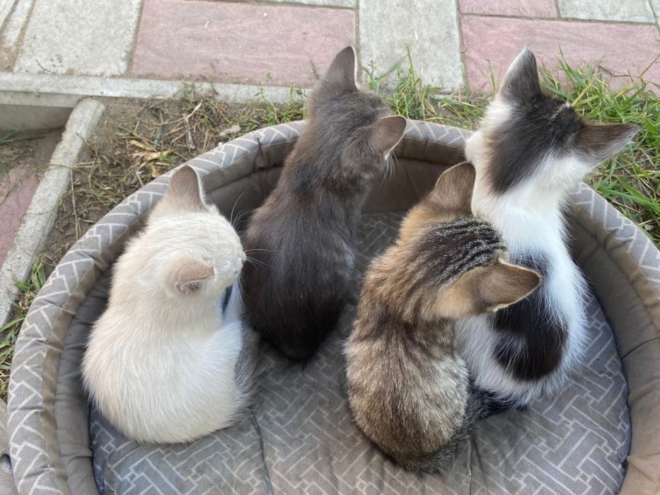 Отдам котят 2.5 мес