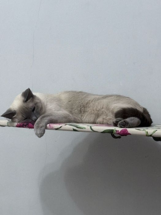 Кошка в добрые руки