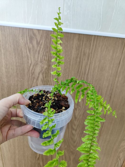 Нефролепис тигр (папоротник)