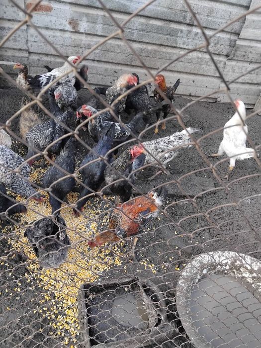 Продам петушков.