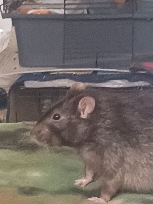 Взрослые крысы с клеткой