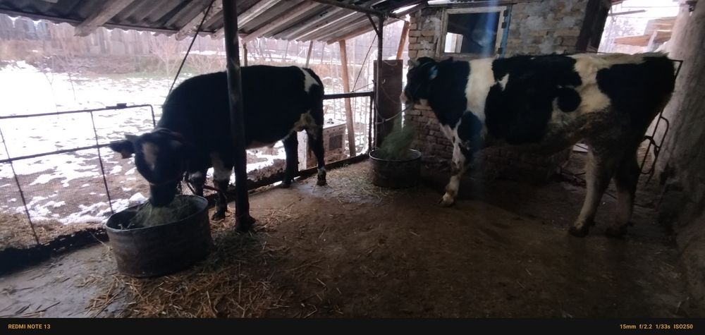 Zottor buqachalar sotiladi