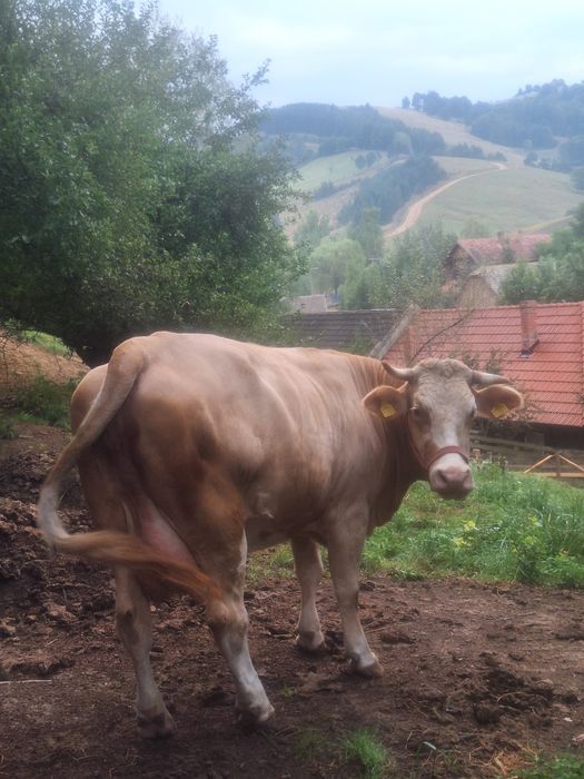 Vaca gestanta baltata romaneasca