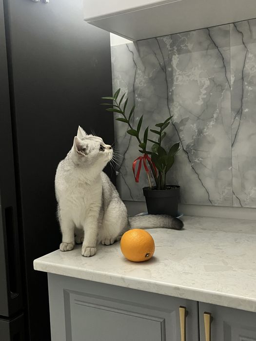 Продается кошка британская шиншилла