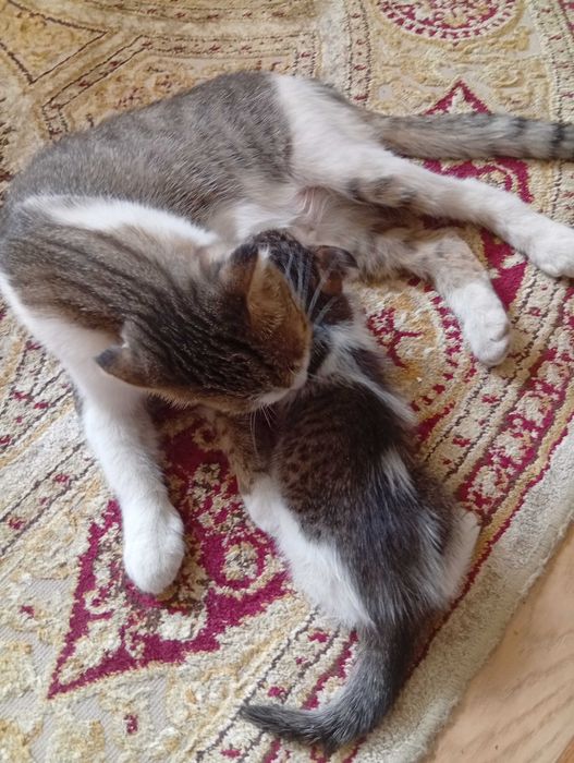 Отдам котят в хорошие руки