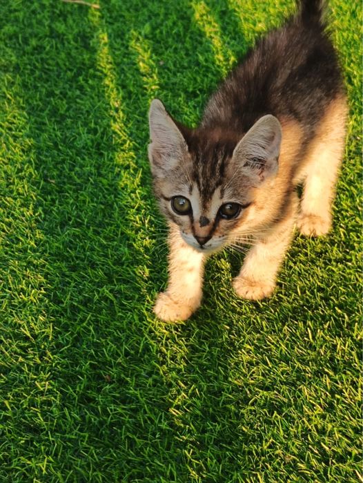 Отдам котят в добрые руки
