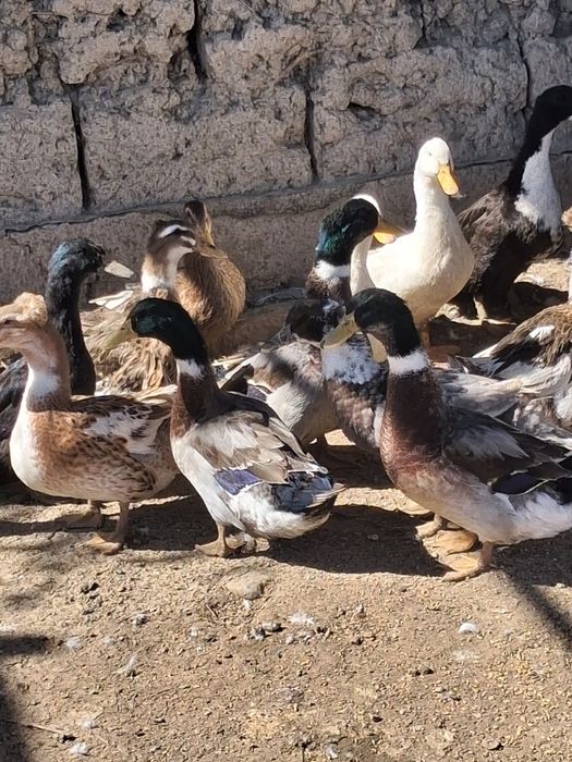 Башкирские утки продаю