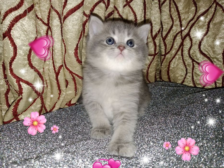 Девочка золотая Шиншила