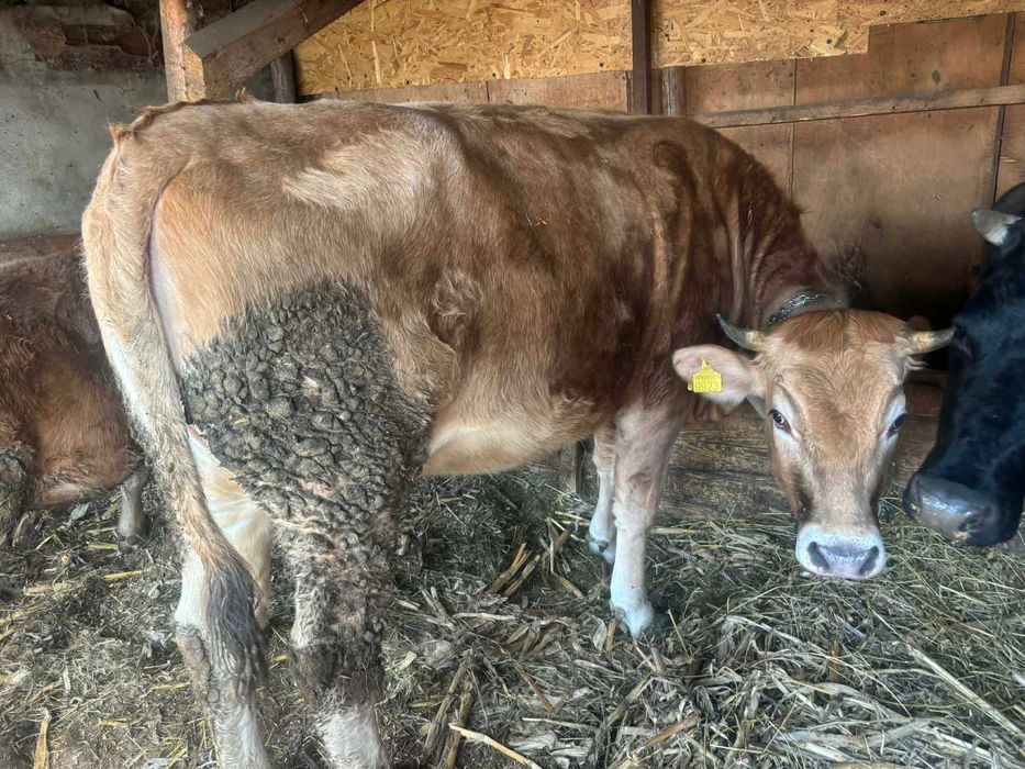 vand doua vacute gestante de aproape 2 ani