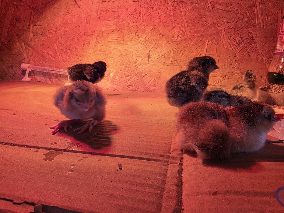 Циплята породистые