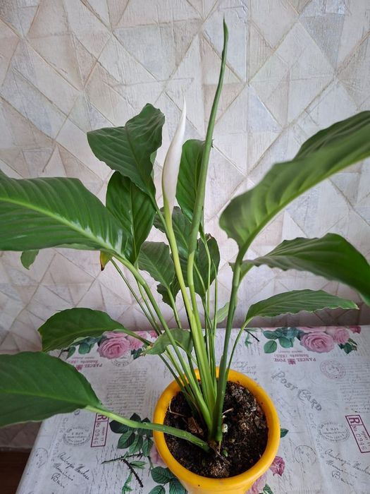 Продам    цветок