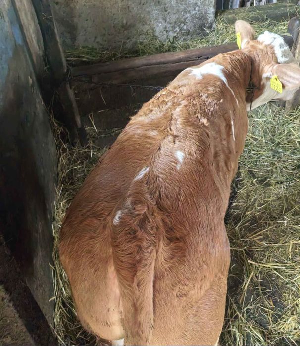 Vand viței de doua luni