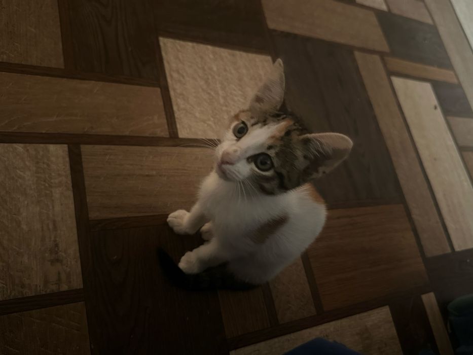 Котята ищет дом