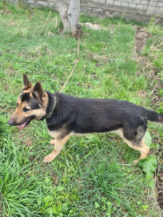 Восточной Европейский овчарка