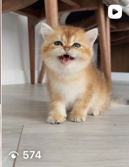 Золотые котята шиншилята
