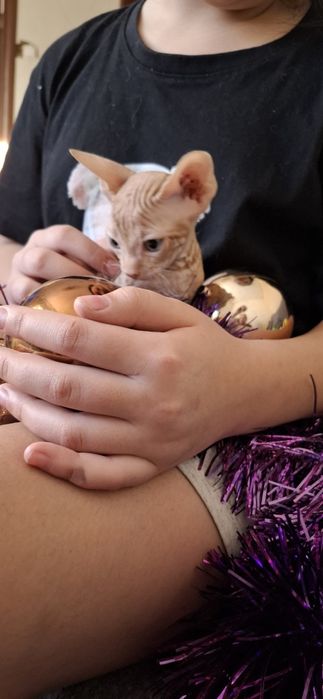 Котята лысики донского сфинкса