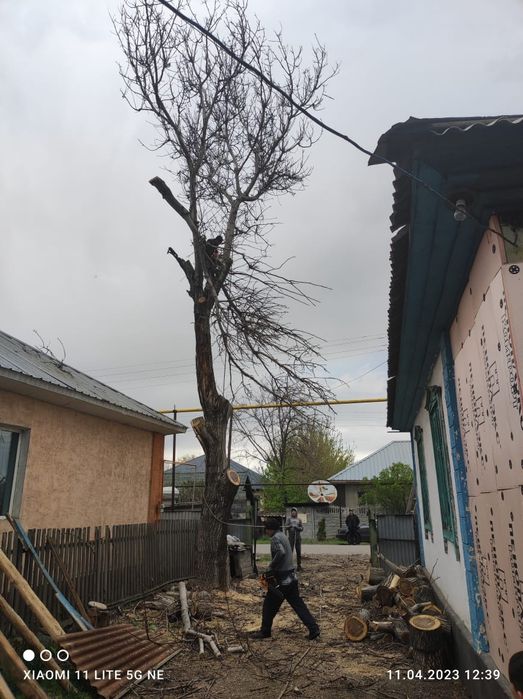 Спил. Пилим деревья!