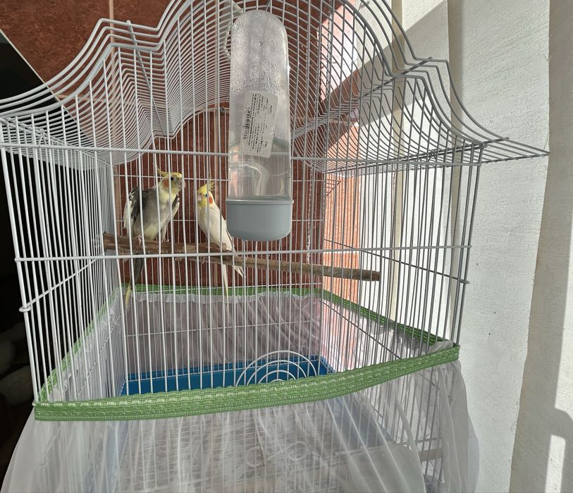 Pereche papagali specia Nimfă 550 lei negociabil