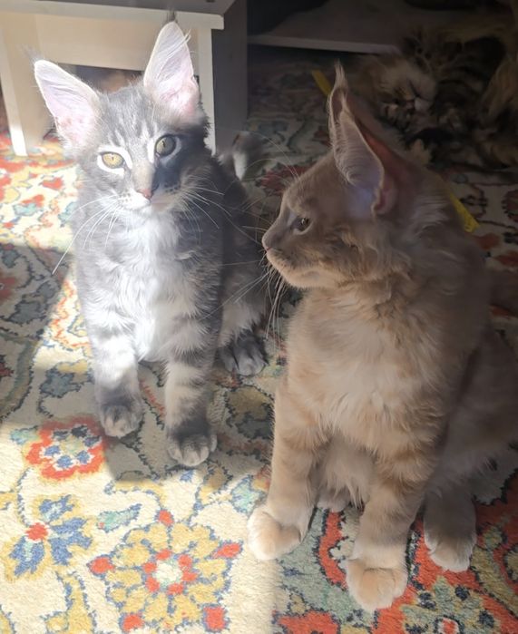 Котята порода Мейнкун