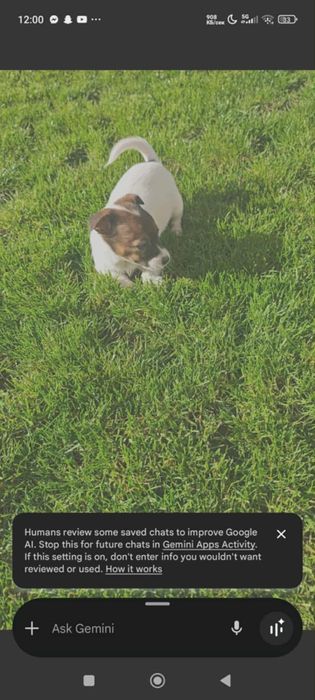 Джакчета момичета!