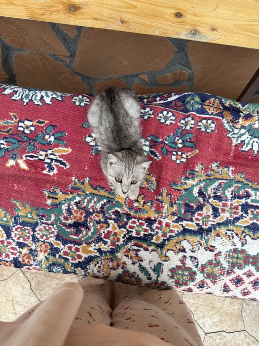 Кот бритаской породы